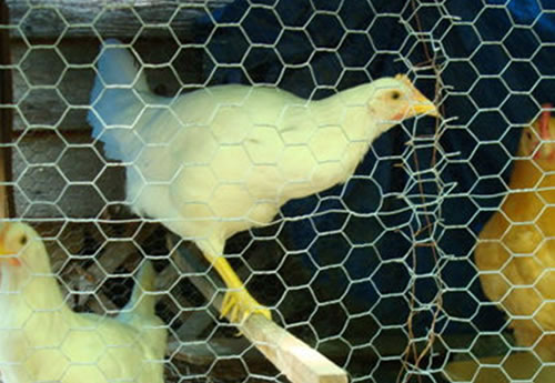 Galvanized steel chicken netting for chicken farms, coops
